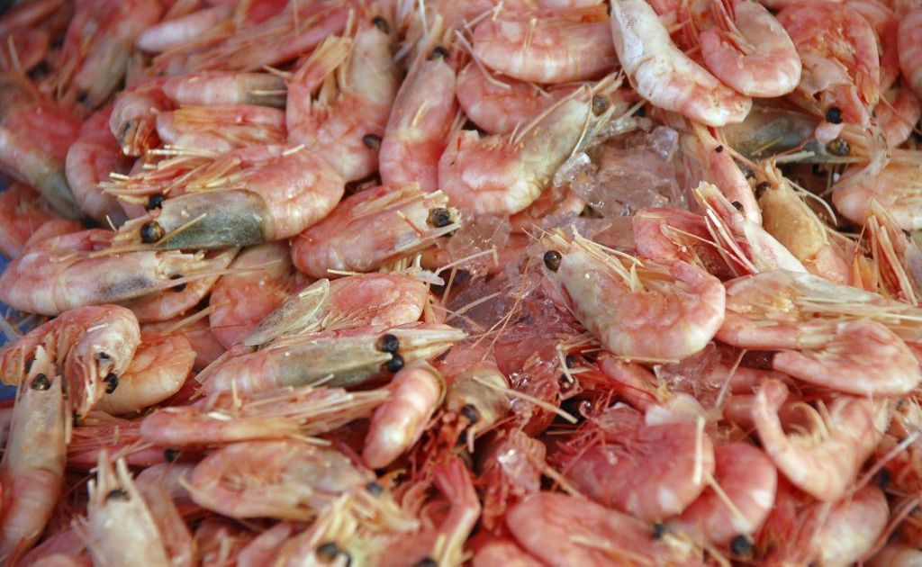 White spot disease poses no risk to humans but the ban still aims to stop the spread of the disease to other regions. White spot disease poses no risk to humans but the ban still aims to stop the spread of the disease to other regions.